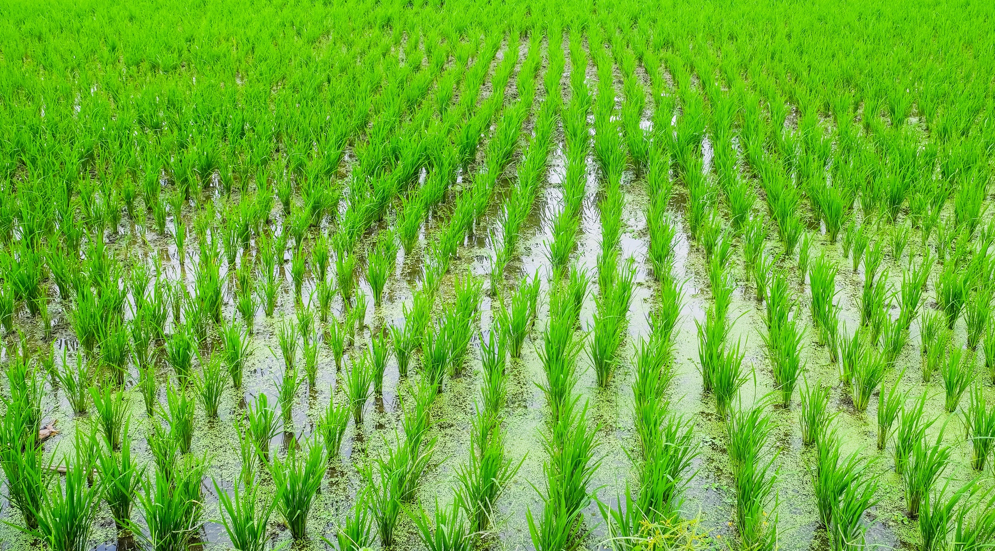 Rice field